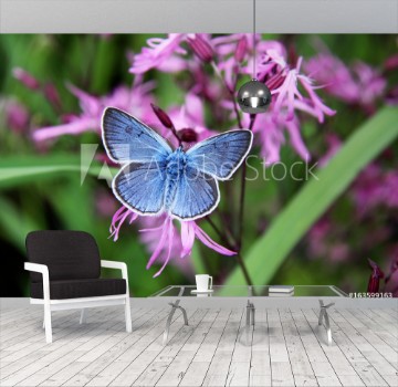 Picture of Beautiful blue butterfly on pink flowers